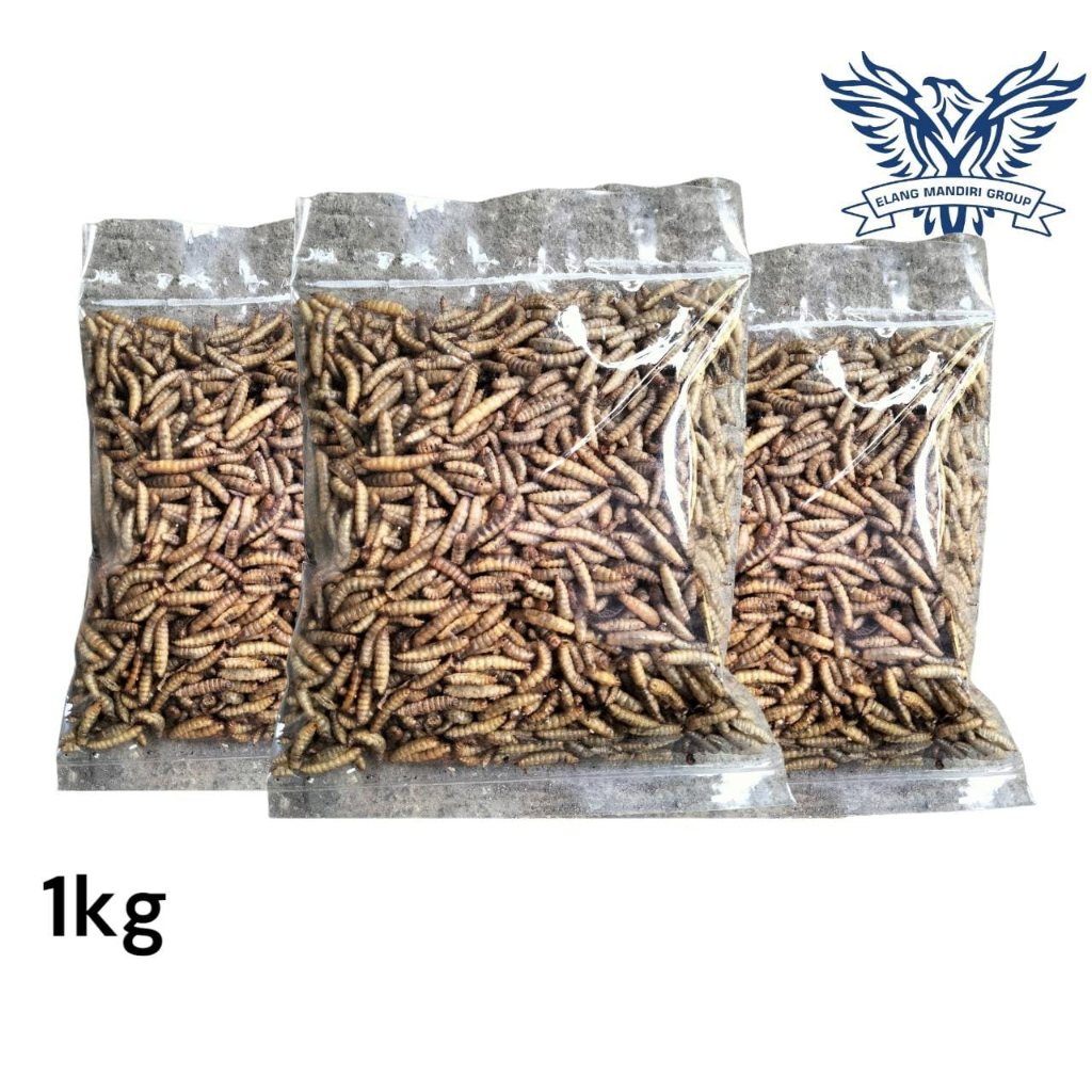 Manggot Bsf MAGOT Bsf 1Kg Kering Pakan Ikan Predator Louhan Channa Arwana