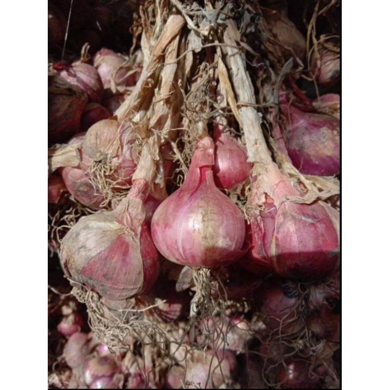 

Bawang Merah Lokal/Bali Hasil Kebun Sendiri