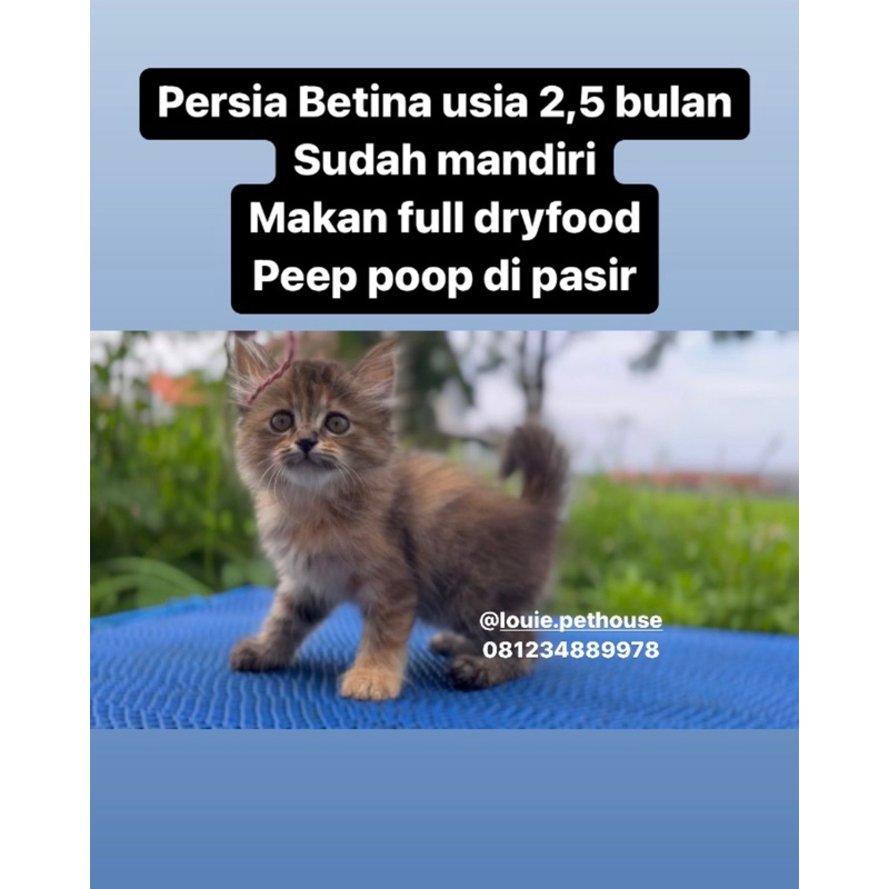 Persia Betina vitamin kucing bulu panjang gemoy lucu longhair