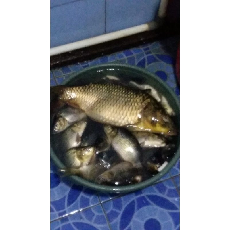 ESSEN IKAN MAS ESEN TOMBRO JEDUD C1