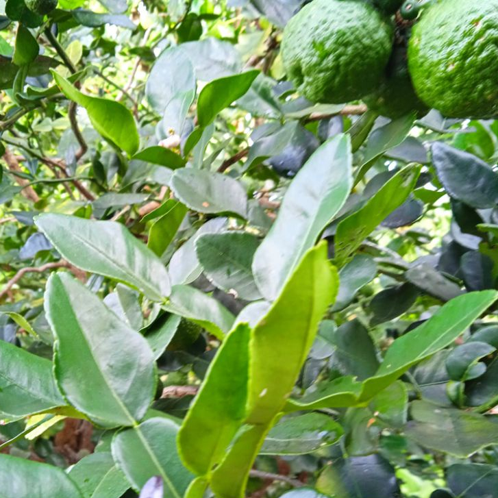 

Daun jeruk segar Bumbu basreng kemasan 250 gram, daun petik mendadak