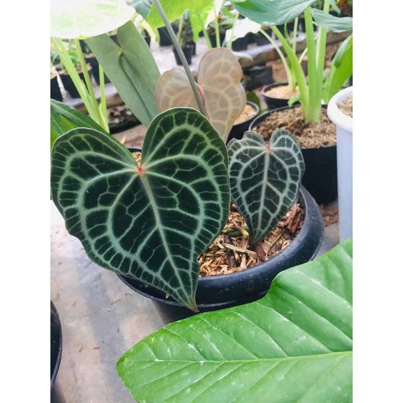 Anthurium Clarinervium red dot / Tarantula manik merah