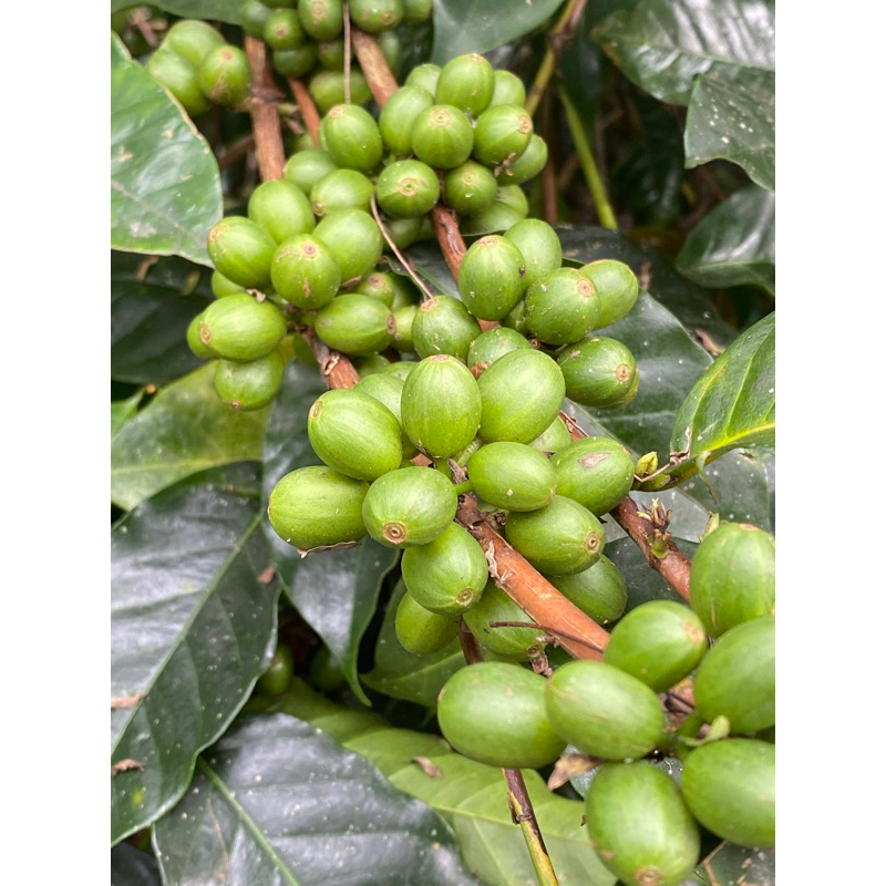 

kopi hijau kelas a
