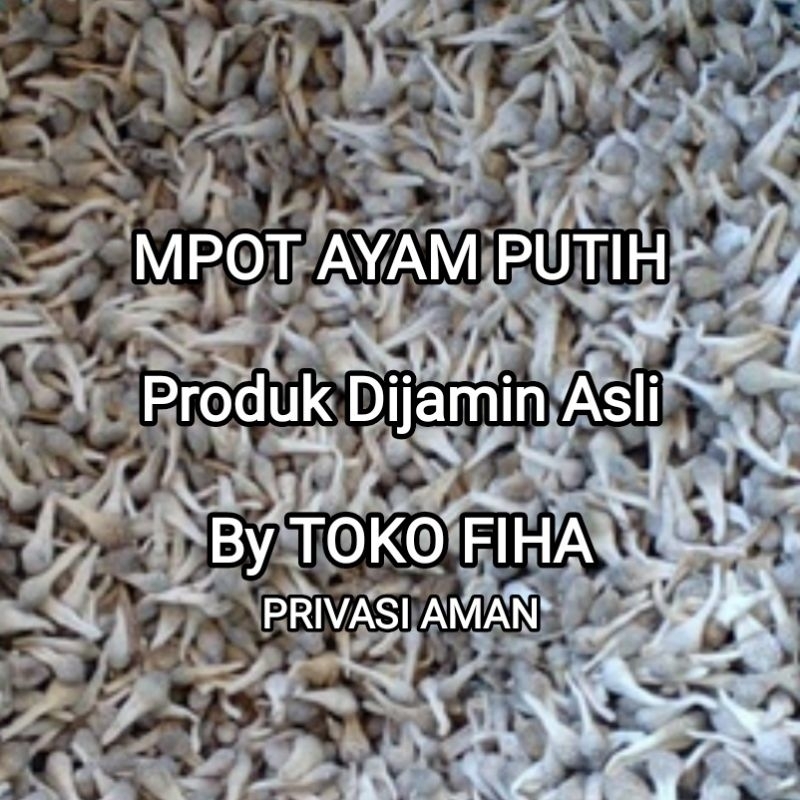 

MPOT AYAM PUTIH ALBINO - Per Biji Utuh