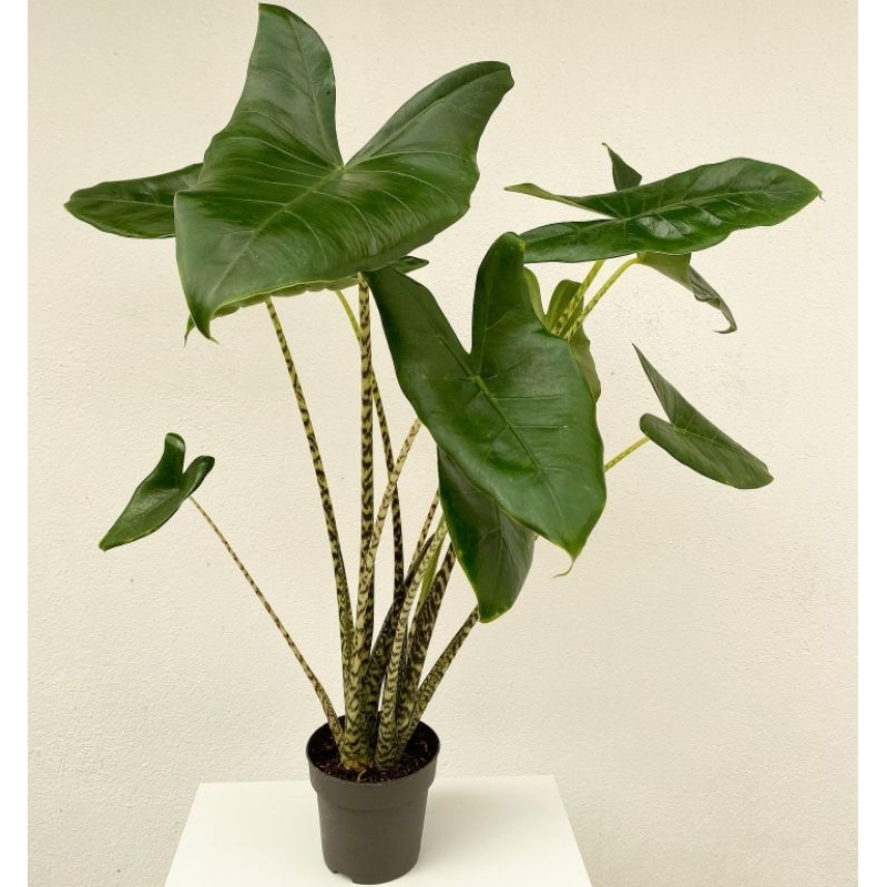 Tanaman Hias Alocasia Zebrina batang belang / Alovasia zebri jebrina / keladi batang zebra