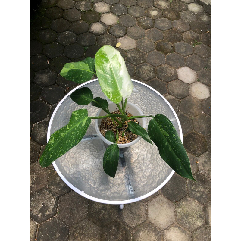 Philodendron Jose Buono