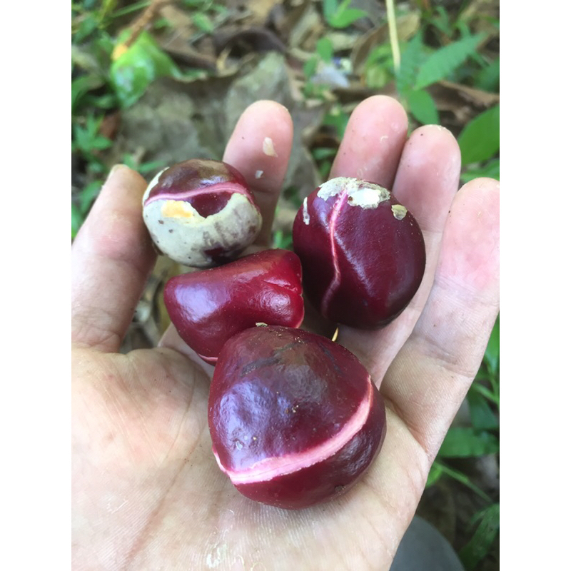 

LANGKA! KACANG COLA NUT/BUAH COLA NUT FRESH 1 KG