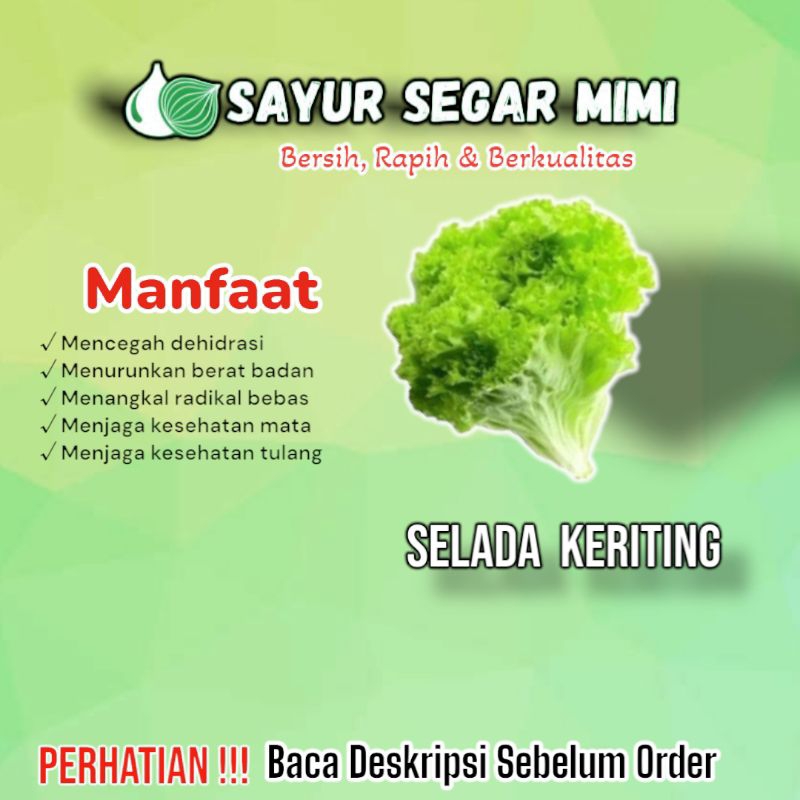 

Selada Keriting Hijau - Sᴀʏᴜʀ Sᴇɢᴀʀ ♏ɪᴍɪ