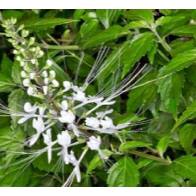 

Daun kumis kucing 100 gram baru petik