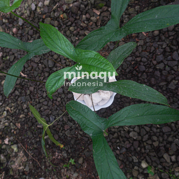 Tanaman Hias - Cyrtosperma Macrotum