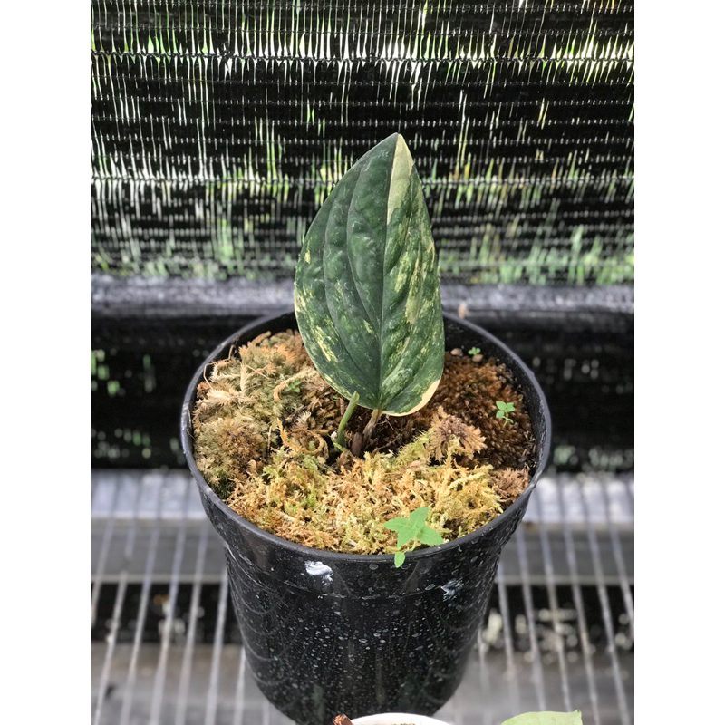 Monstera Karstenianum Yellow Varigata