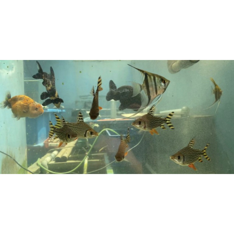 Ikan RFF Red Feifeng / American Flagtail Tank Mate Algaeater