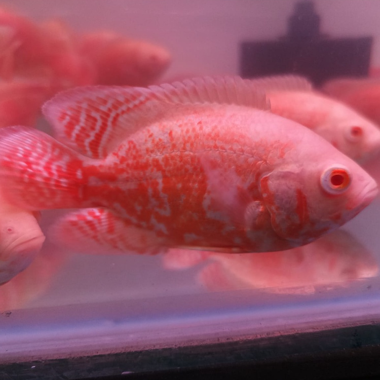 Ikan Hias Oscar nemo 12cm