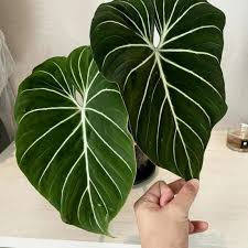 Tanaman Hias Philodendron Gloriosum Dark Form