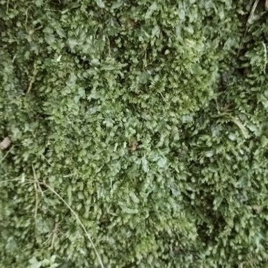 Lumut Hutan Lumut Hidup Living Moss 1 kg