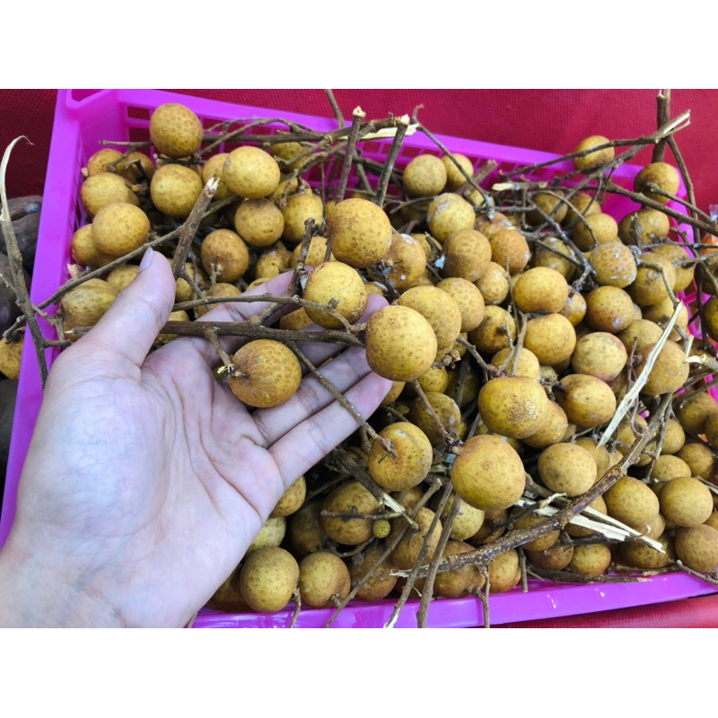 Buah lengkeng 1 kg