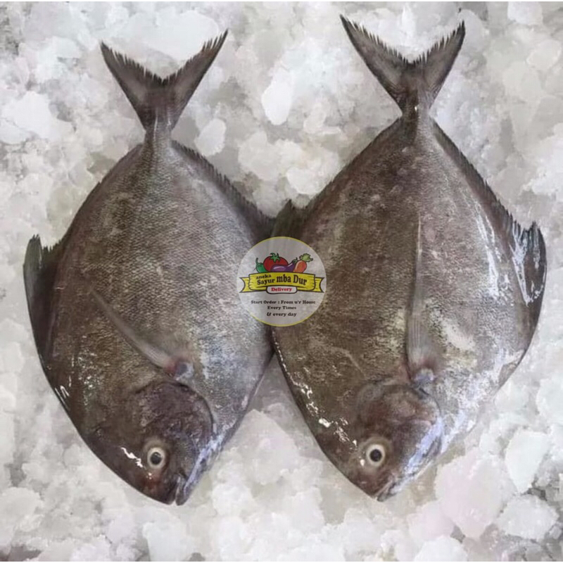 

Ikan Bawal Laut Fresh 500gram