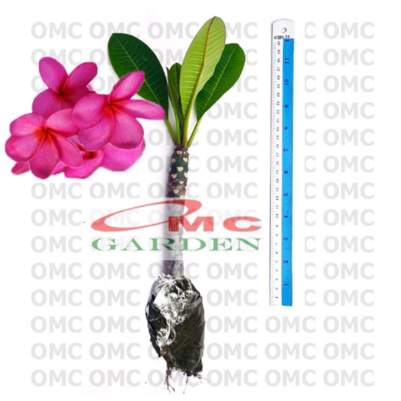 Bibit Bunga Kamboja Bali Bunga Merah Fanta