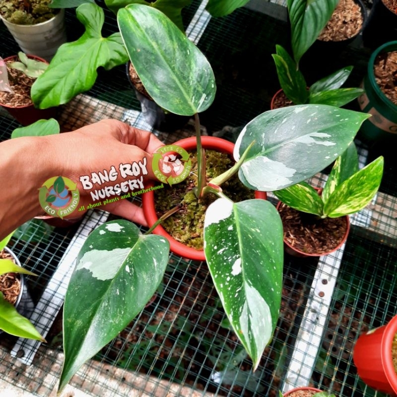 philodendron white princess