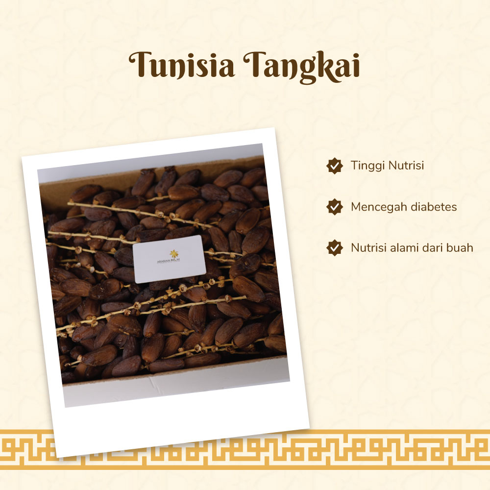 

Arabian Palm - TUNISIA TANGKAI Timur Tengah Asli Kualitas Premium