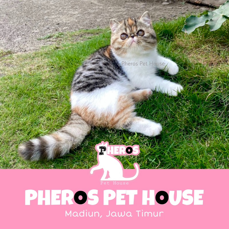 Kucing Exotic Peaknose Calico Tebby #pherospethouse PHEROS PET HOUSE