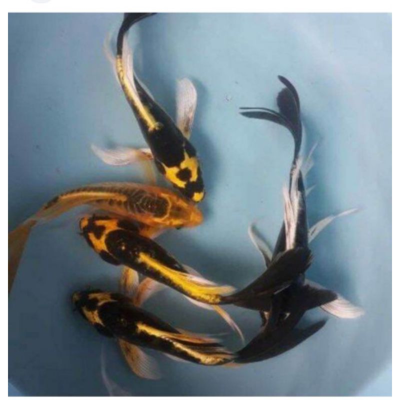 koi kabuto ikan hias aquarium