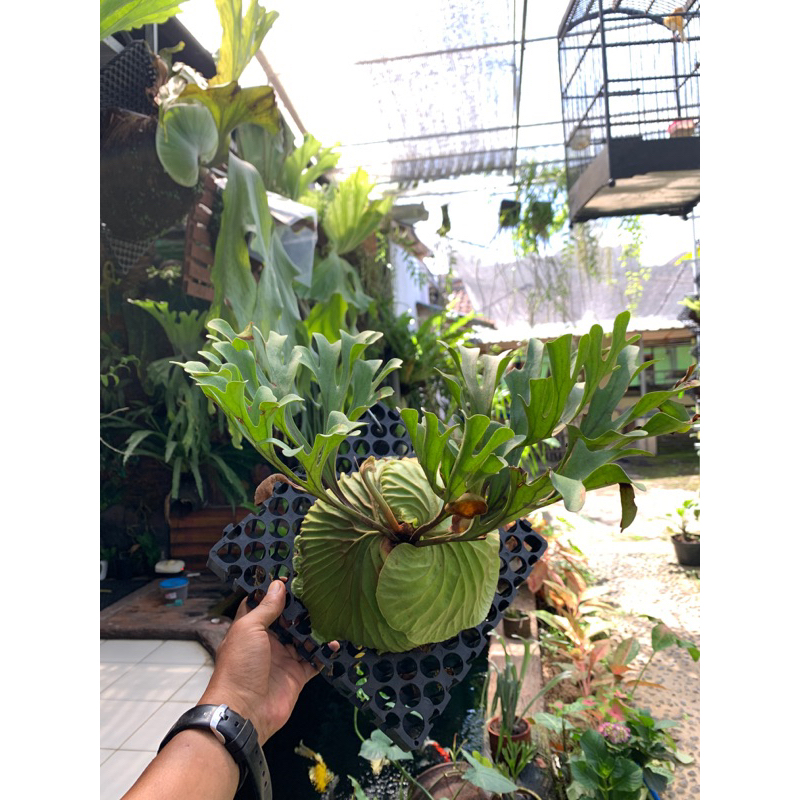 platycerium ridleyii rawatan bukan cabutan hutan