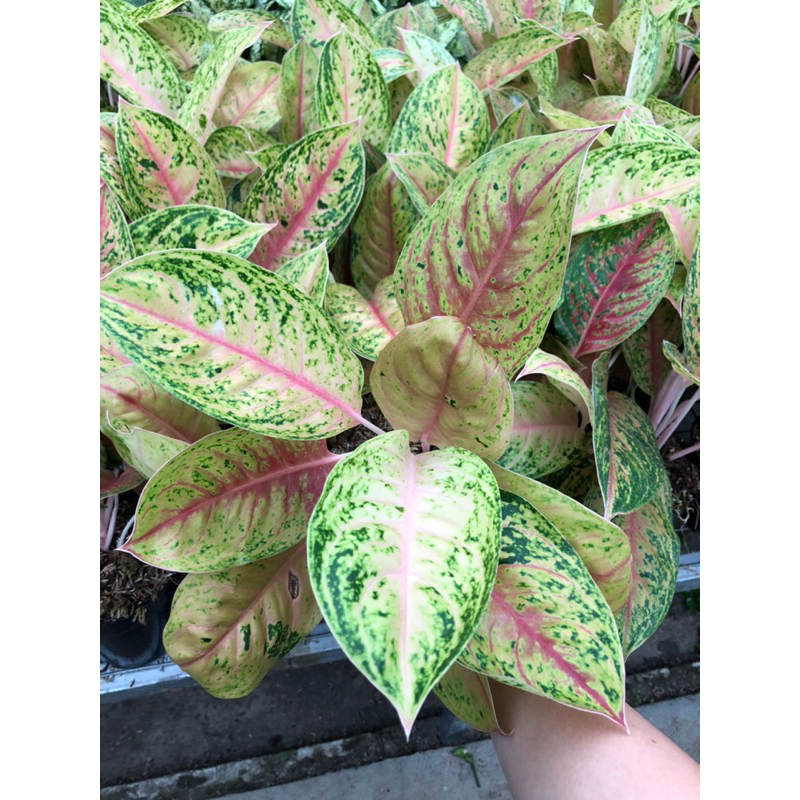 Aglaonema Serena yellow