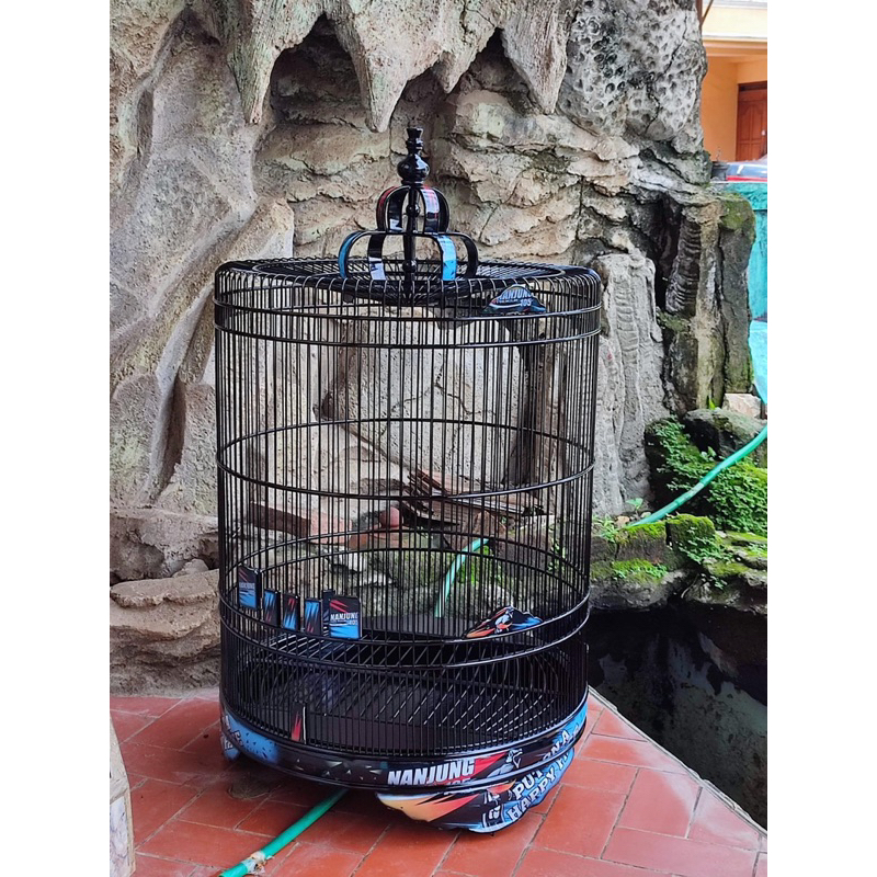 sangkar murai decal ebod