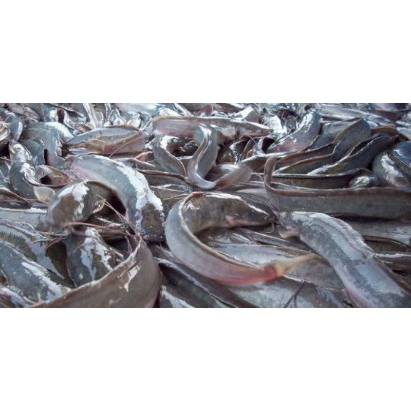 

ikan lele segar 1 Kg ½ Kg & berbumbu