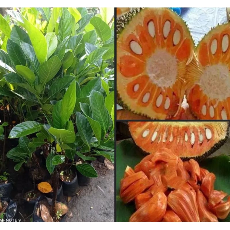 Nangka Merah Okulasi