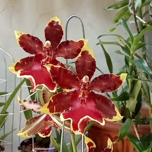[ SPIKE | BERBUNGA ] Oncidium Wildcat 'Golden Red Star'