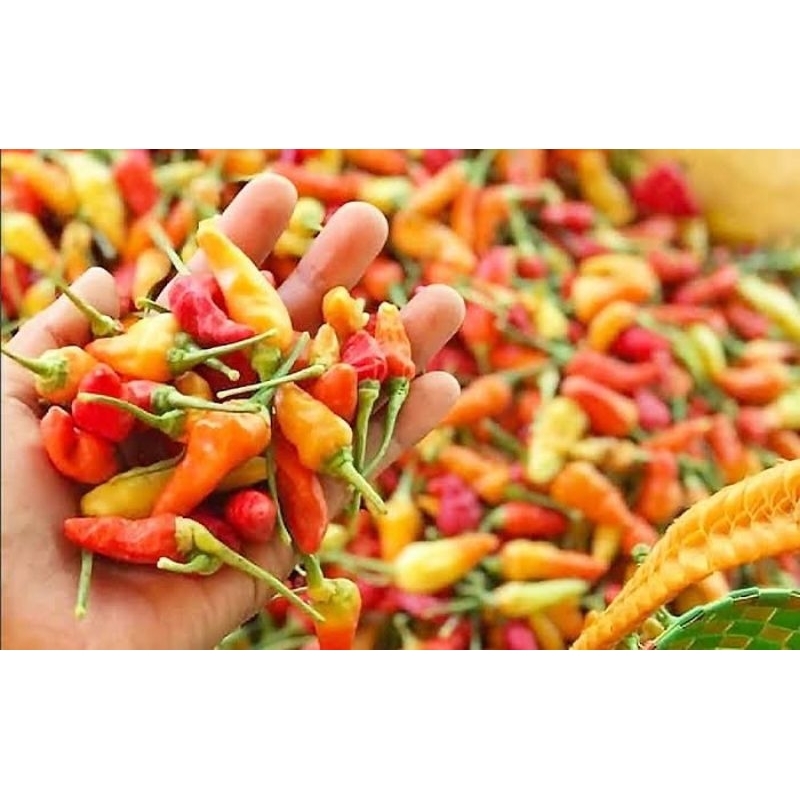 35 biji benih cabe-rawit super pedas/ cabe setan