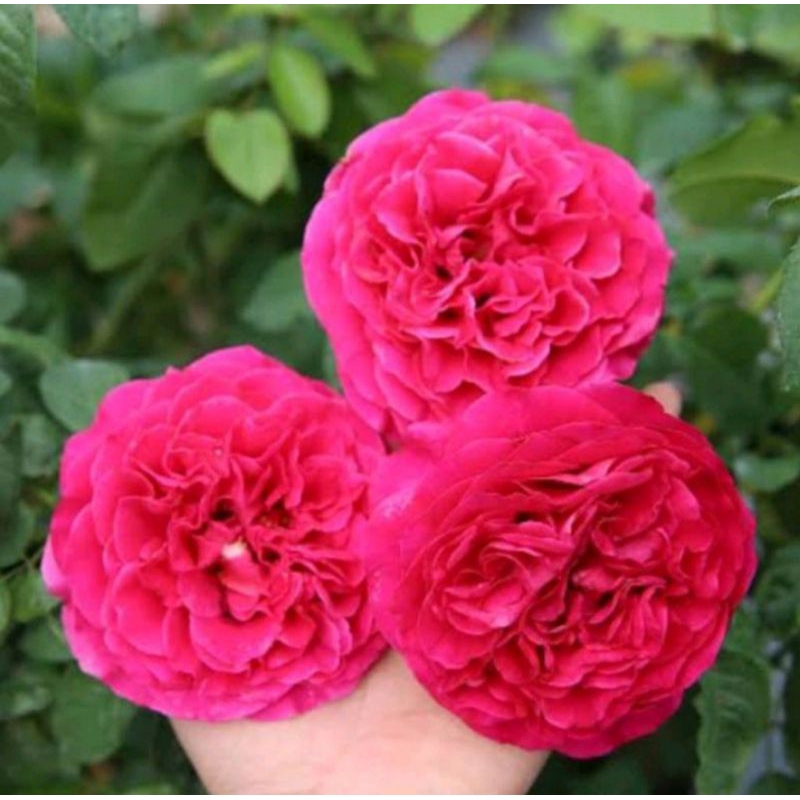 bibit mawar kampung wangi