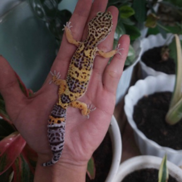 leopard gecko black night ph tremper murphy