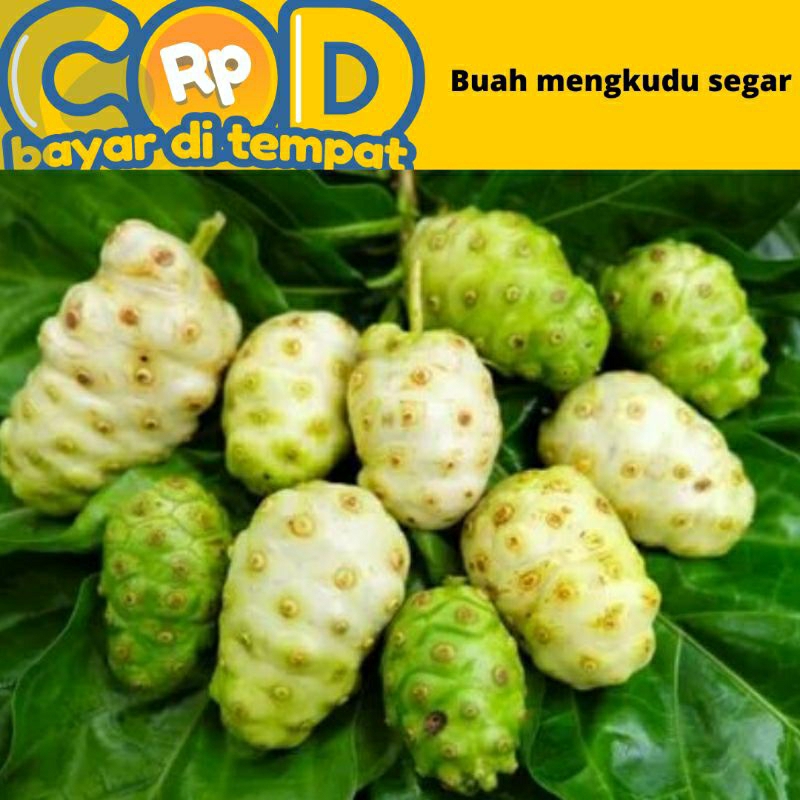 

Buah mengkudu /buah pace