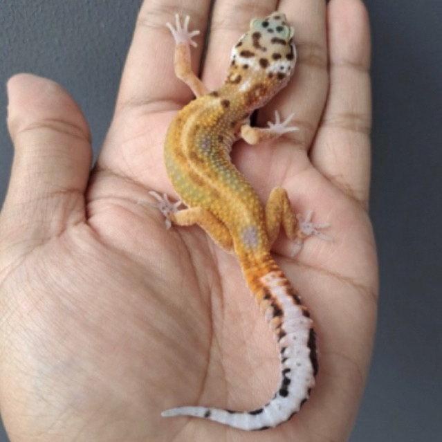 leopard gecko giant emerine stripe