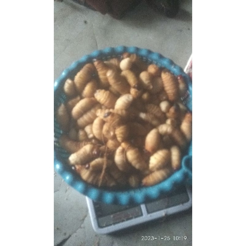 ulat sagu per25 biji