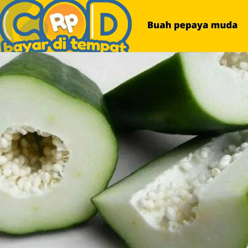 

pepaya muda / kates enom / buah pepaya muda fress dari pohon