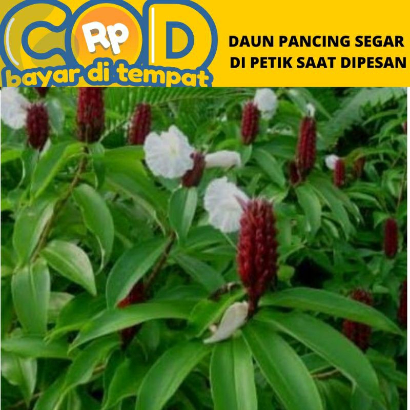 

Daun pancing segar di petik saat di pesan perlembar