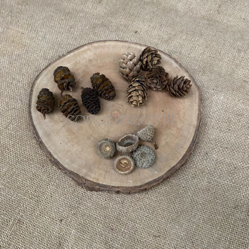 5 BIJI PINUS MINI | PROPERTI FOTO BAHAN KERAJINAN