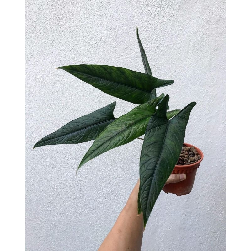 Tanaman Hias Alocasia Scalprum / keladi skalprum / Alovasia scalperum skalperum sekalperum