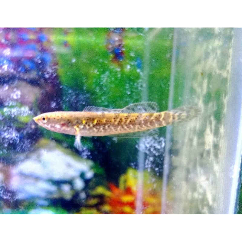 golden Tiger limbata size 2-3cm