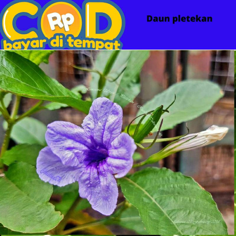 

daun kencana Wungu /daun pletekan 500 gram