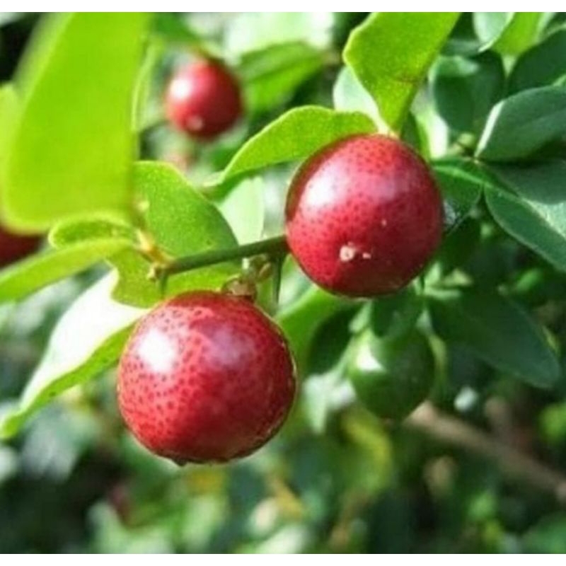 Bibit Jeruk kingkit / Kinkit, Sudah BERBUAH