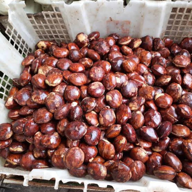 

JENGKOL TUA/JENGKOL MENTAH/JENGKOL SEGAR