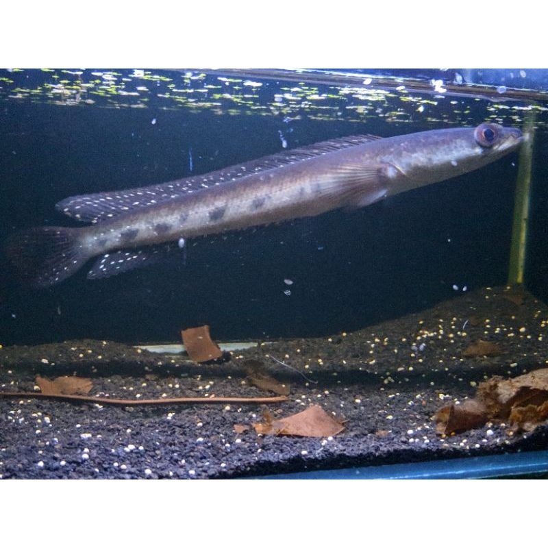 Channa marulius auroleneatus salween ( Thailand ) size  23cm singgle tank.