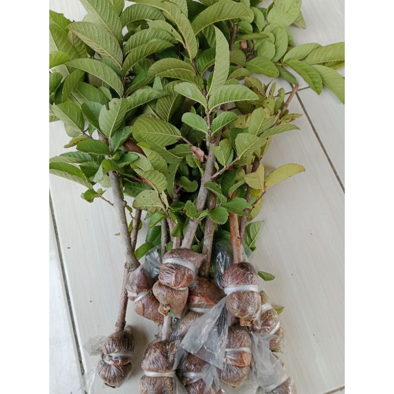 fresh cangkok jambu kristal merah jumbo