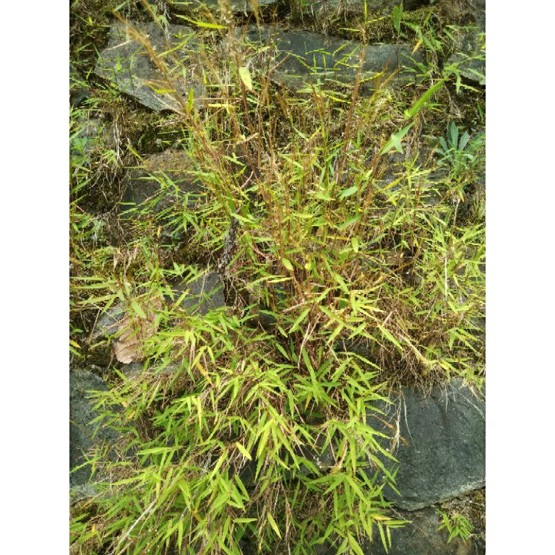 

RUMPUT BAMBU SEGAR 10GR