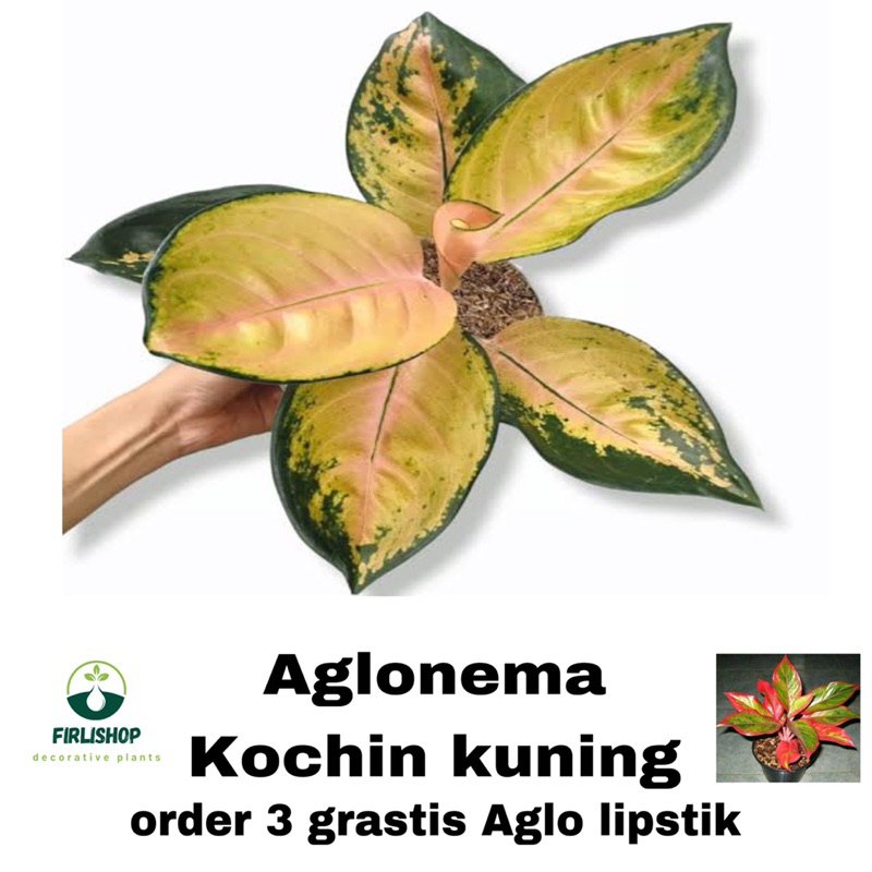 Promo Tanaman aglonema kochin kuning / Beli 3 gratis 1 aglonema / pohon hidup aglonema murah daun 4-